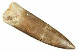 Fossil Plesiosaur (Zarafasaura) Tooth - Morocco #269248-1